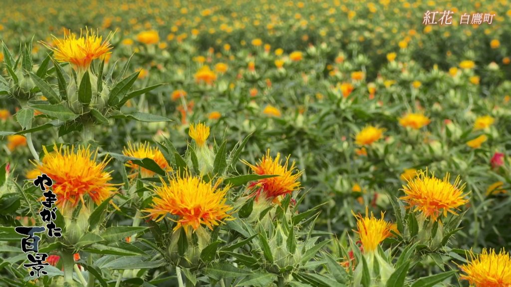 紅花　白鷹町