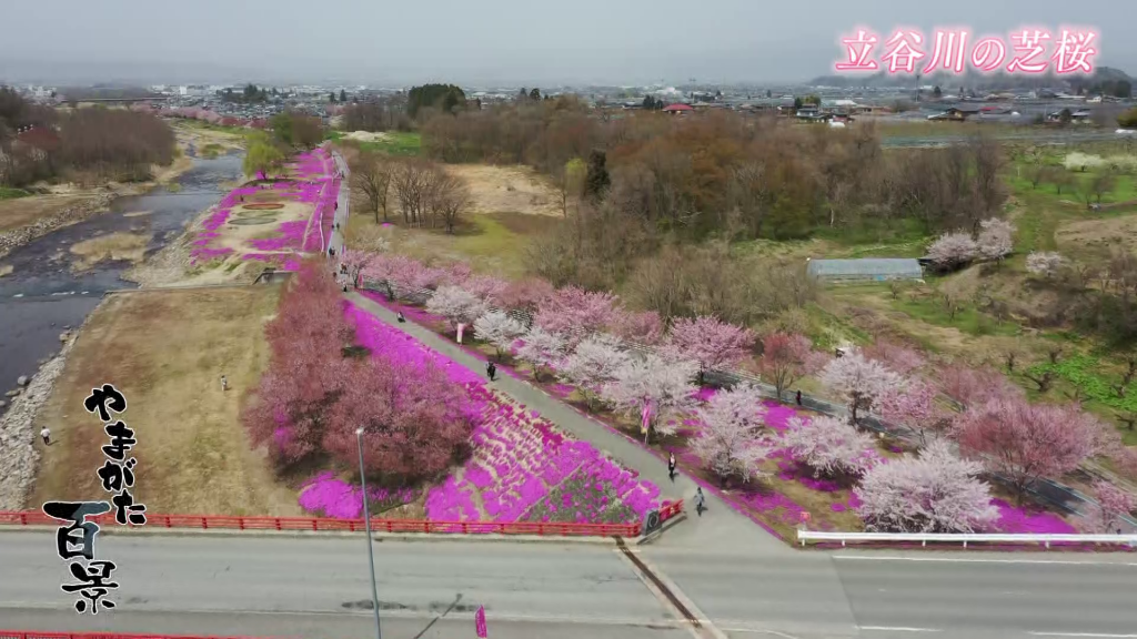 #７２ 立谷川の芝桜　山形市・天童市