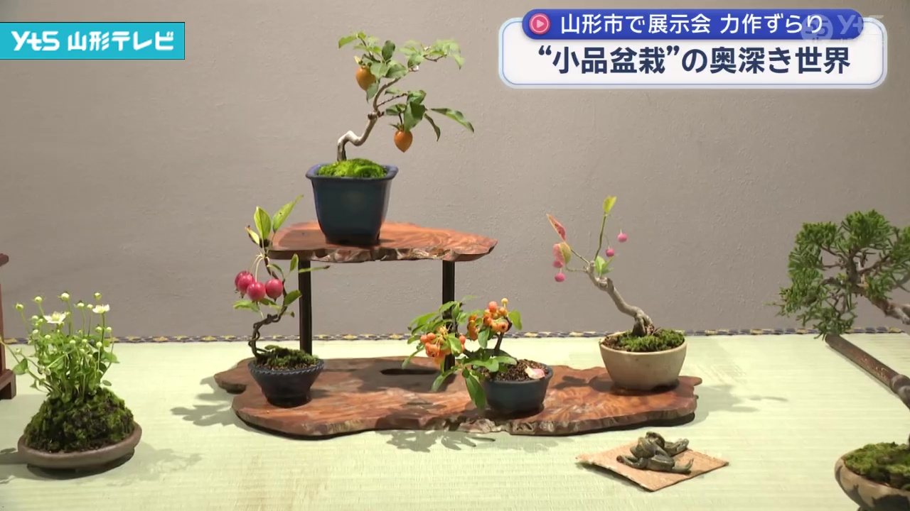 小品盆栽」 愛好家たちが育てた100鉢 | YTS山形テレビ