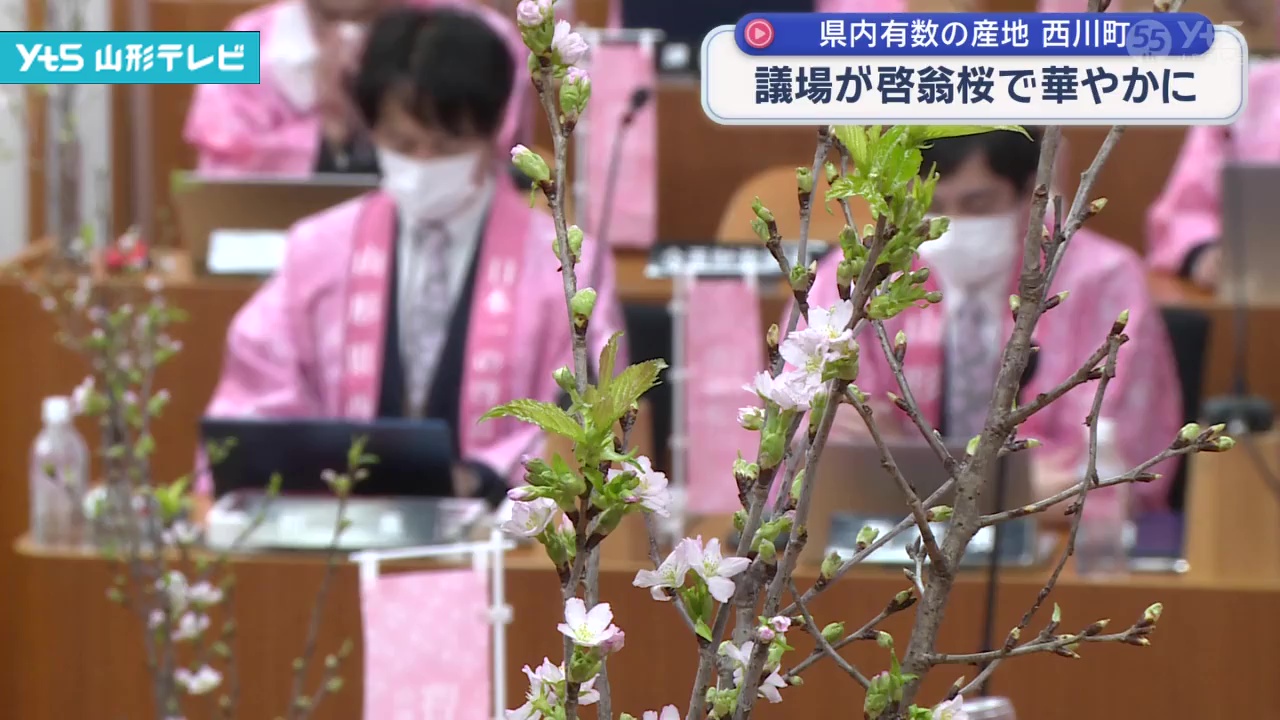 西川町 議場が啓翁桜で華やかに | YTS山形テレビ