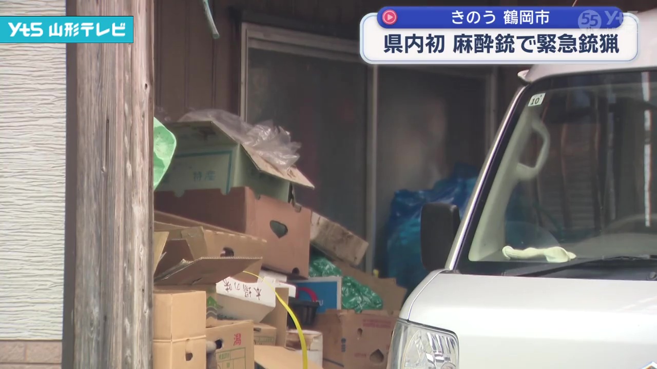 物置小屋にクマ 県内初 麻酔銃を使った緊急銃猟 | YTS山形テレビ