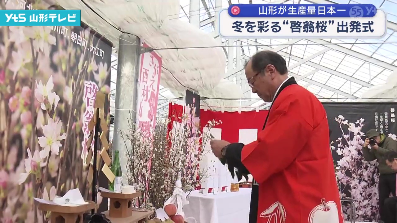 啓翁桜」 西川町では出荷開始 | YTS山形テレビ