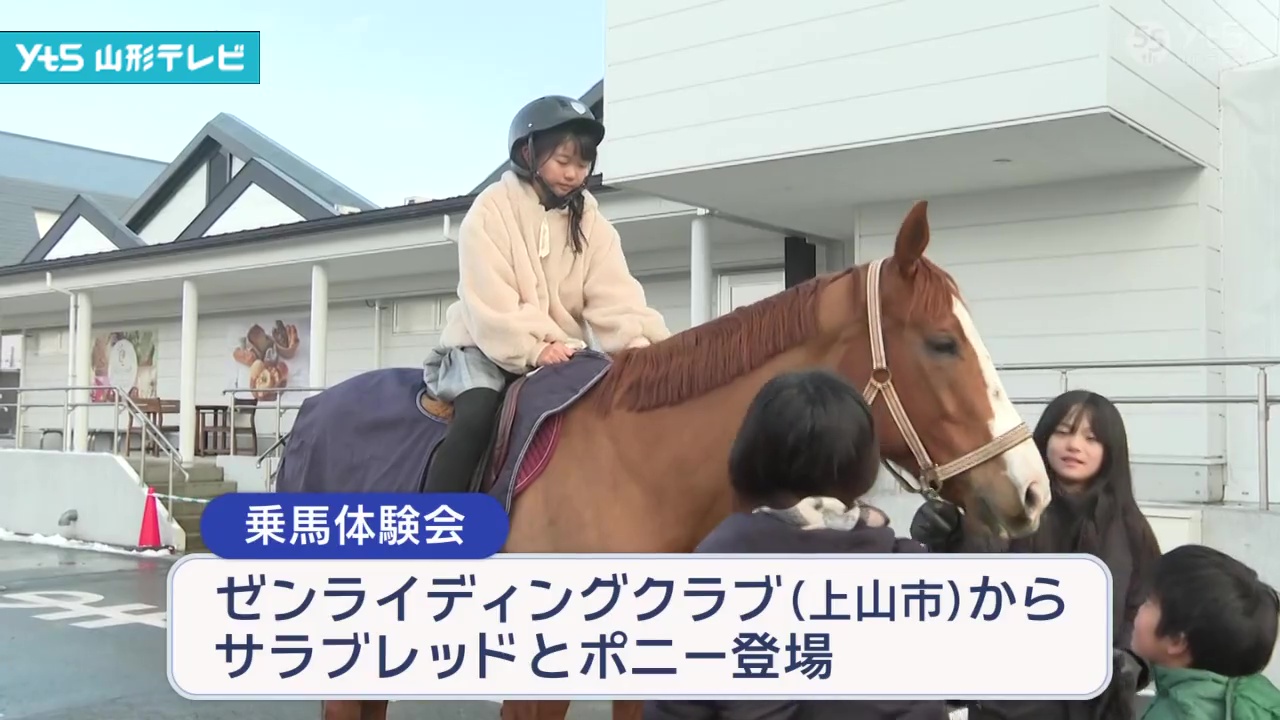 今年の干支「午」にちなんだ乗馬体験イベント | YTS山形テレビ
