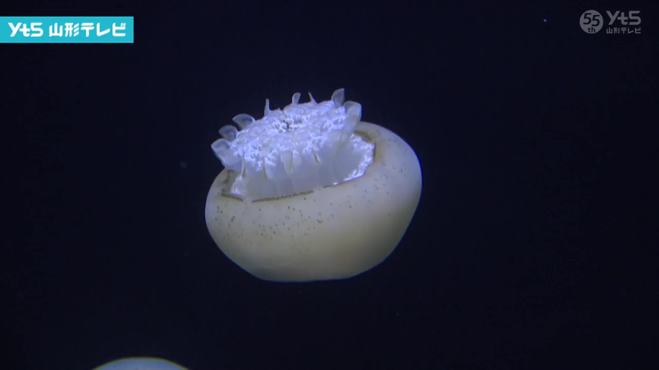 4月リニューアルの加茂水族館 珍しいクラゲ国内初展示 | YTS山形テレビ