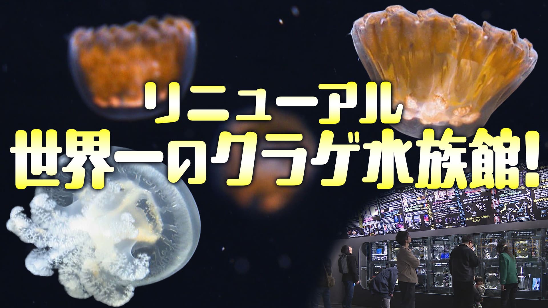 【クラゲの水族館】種類数が世界一！リニューアルした鶴岡市の水族館をご紹介！