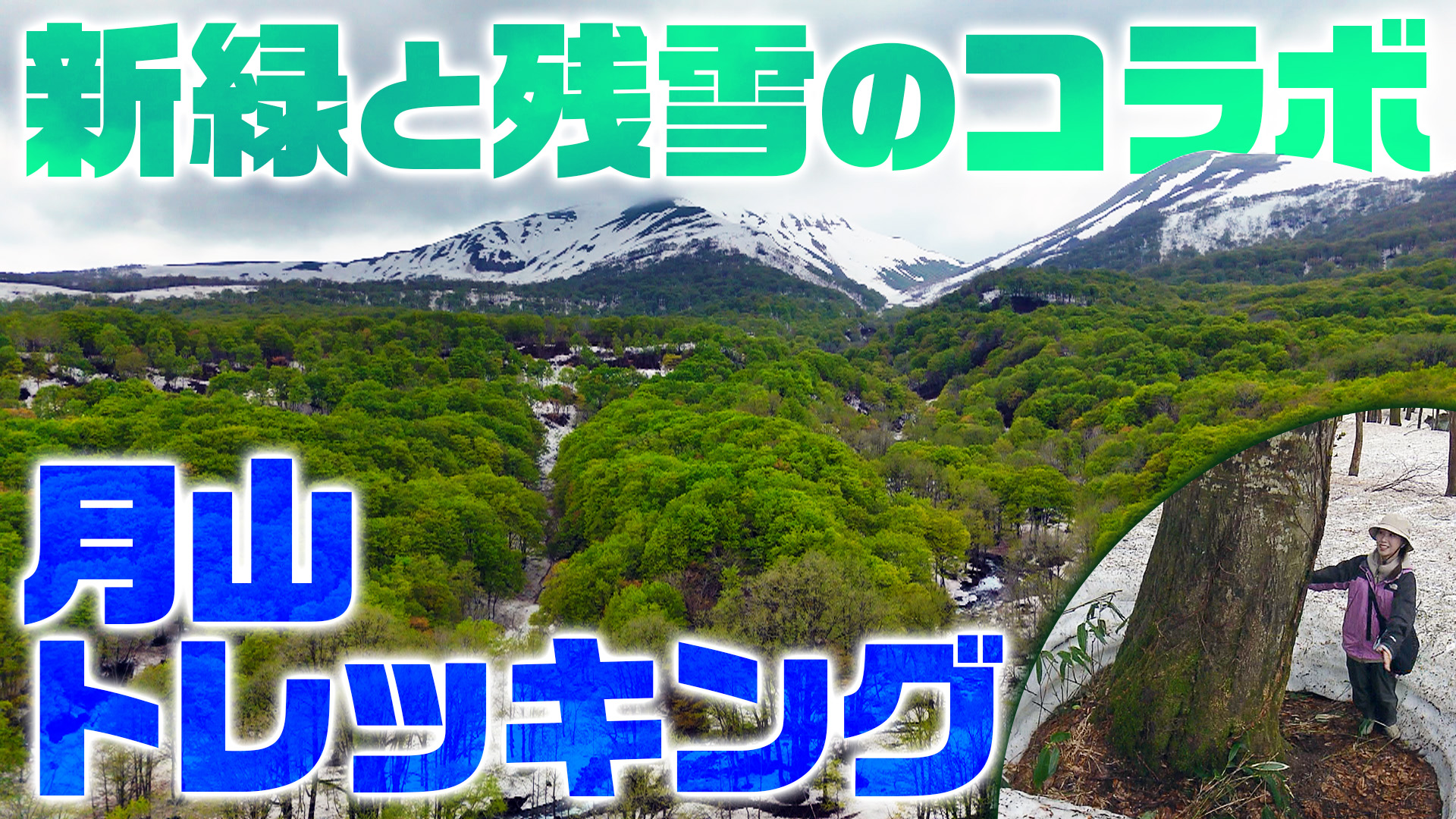 【月山＆新緑＆残雪】無料ガイドとブナ林を歩く！月山の残雪トレッキング
