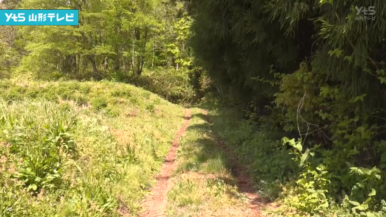 クマに襲われ男性けが 朝日町の山で山菜採り中、頭や顔を引っかかれる