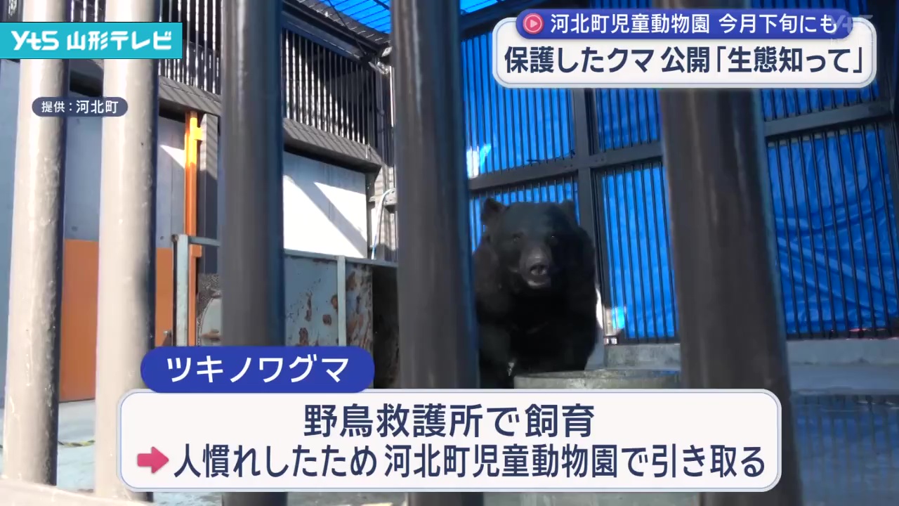 保護されたツキノワグマを公開へ 河北町児童動物園「クマの生態知って