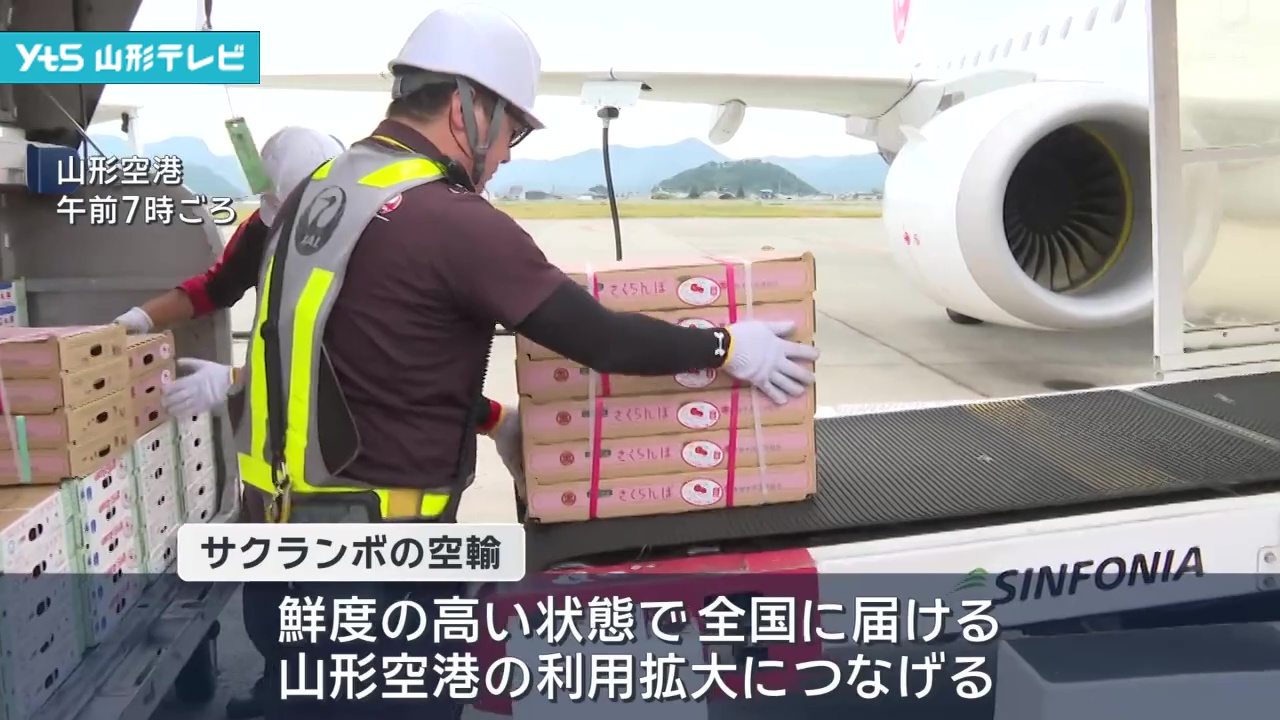 県産サクランボ空輸 第一便が出発 鮮度の高い状態で全国へ輸送 | YTS