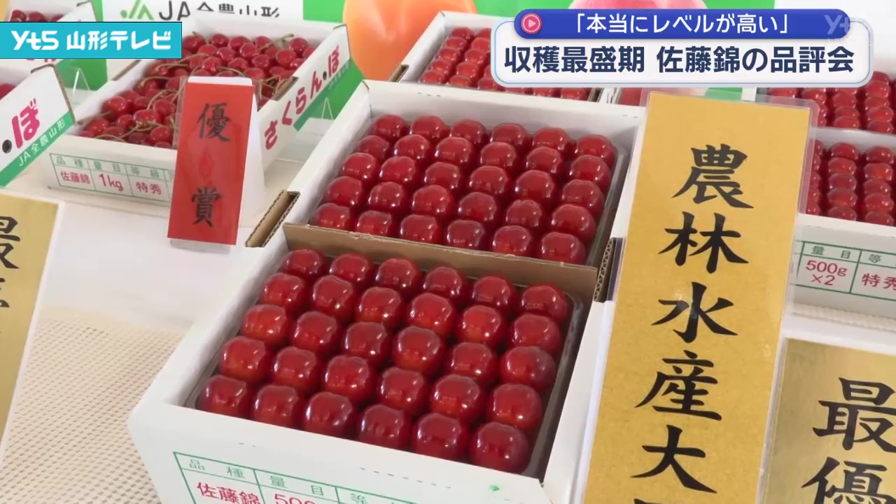 収穫最盛期を迎えたサクランボ「佐藤錦」の品評会 | YTS山形テレビ