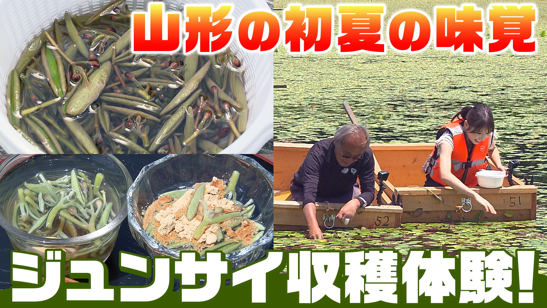 村山市・大谷地沼で天然ジュンサイ摘み取り体験　ぷるぷる＆シャキシャキの初夏の味覚に出会いました