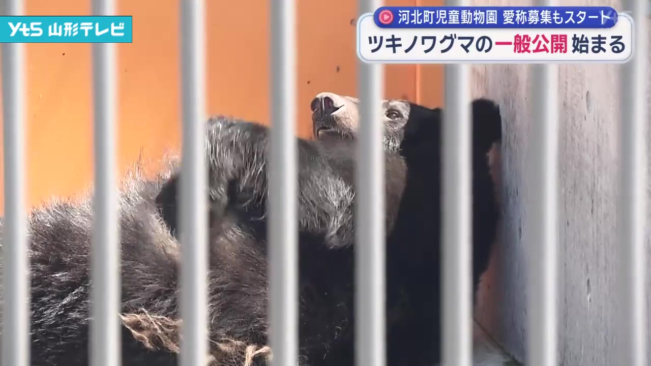 河北町児童動物園でツキノワグマの一般公開が始まる | YTS山形テレビ