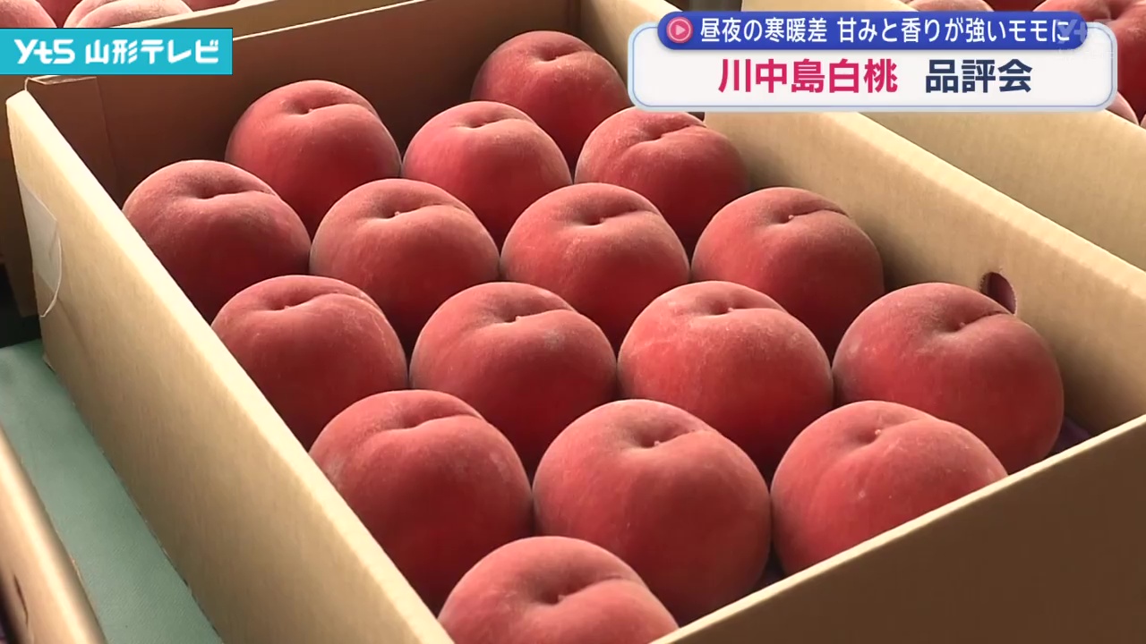 のんさん専用　特大＋大　桃 　川中島　ワケあり 規格外 2箱 川中島白桃の品評会 昼夜の寒暖差で甘みと香りの強いモモに仕上がる