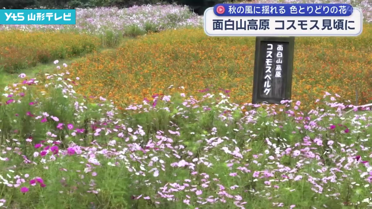 面白山高原 秋の訪れを告げるコスモス見頃に | YTS山形テレビ