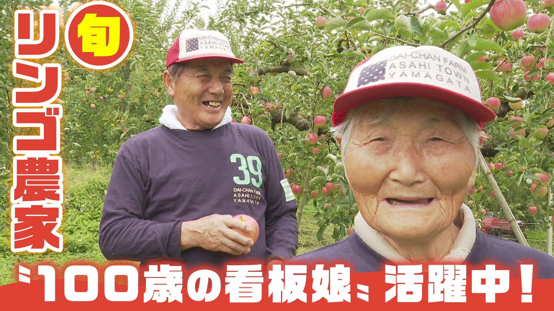 朝日町のりんご畑へ。100歳の看板娘が迎える「だいちゃん農園」の実りと手づくり体験